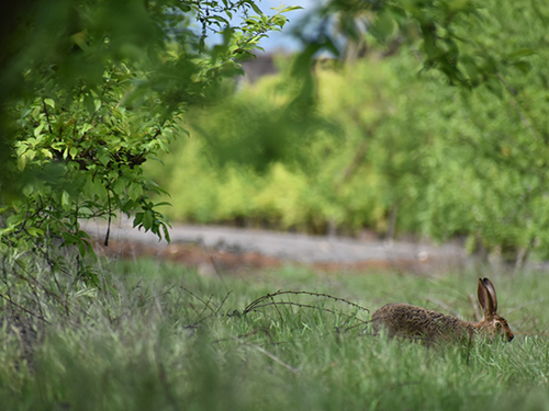 Trees and a rabbit