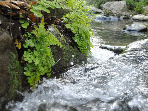 A stream in the Upper Galilee
