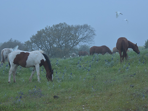 Upper Galilee view, horses