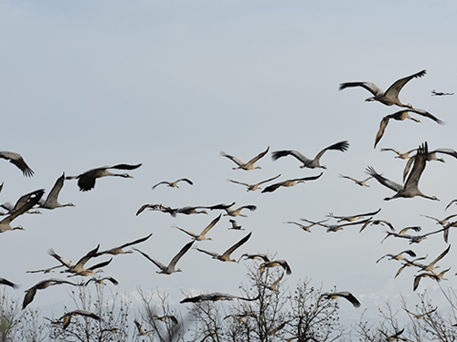 Cranes in Agamon Hula